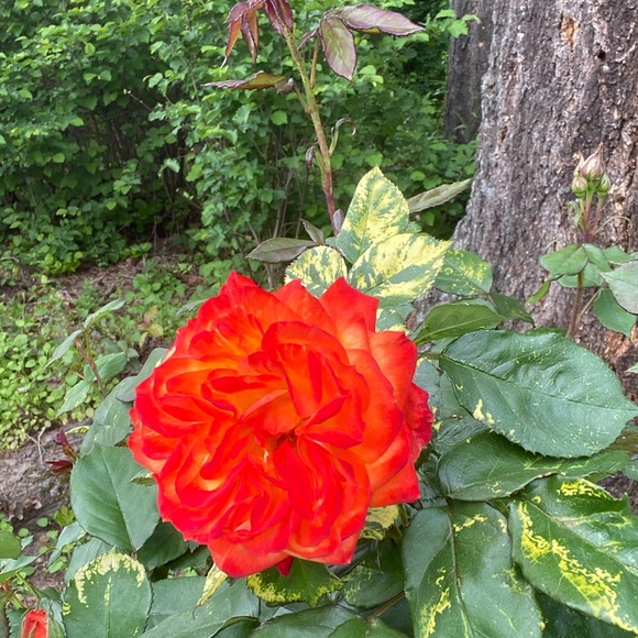 Meet your Posher, Posh - Picture 1 of 1